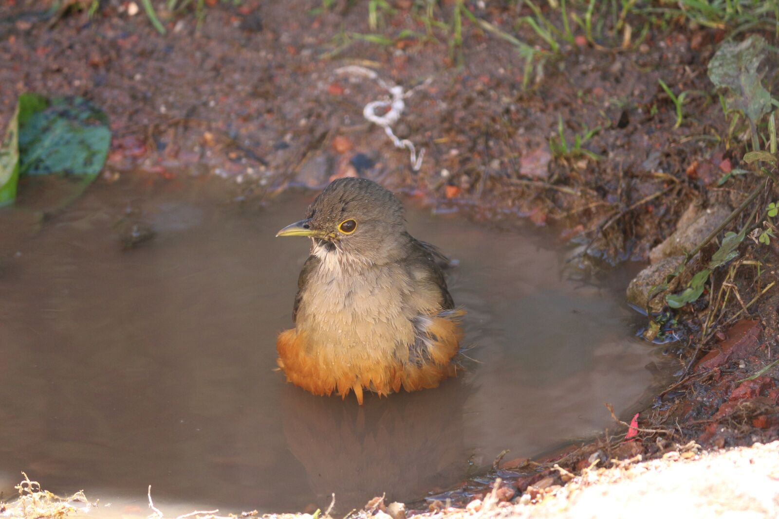 Canon EOS 700D (EOS Rebel T5i / EOS Kiss X7i) + Canon EF-S 55-250mm F4-5.6 IS II sample photo. Bird, bird bathing, puddle photography