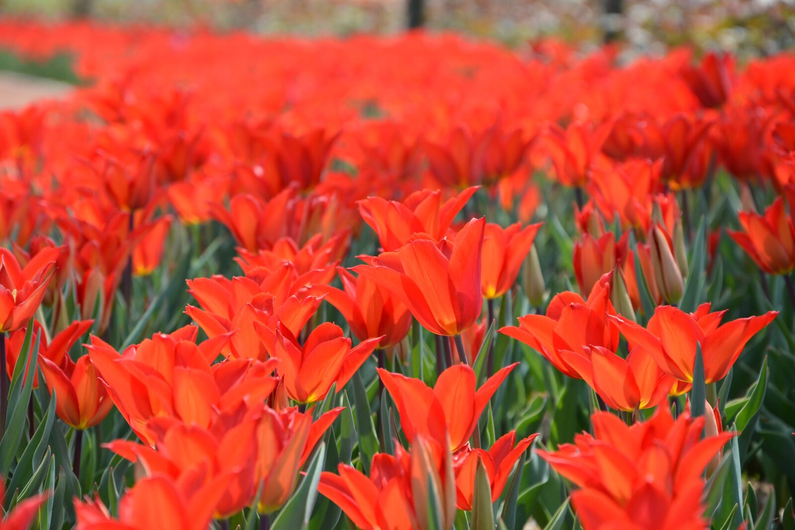 Nikon D7100 sample photo. Tulips, red, macro photography