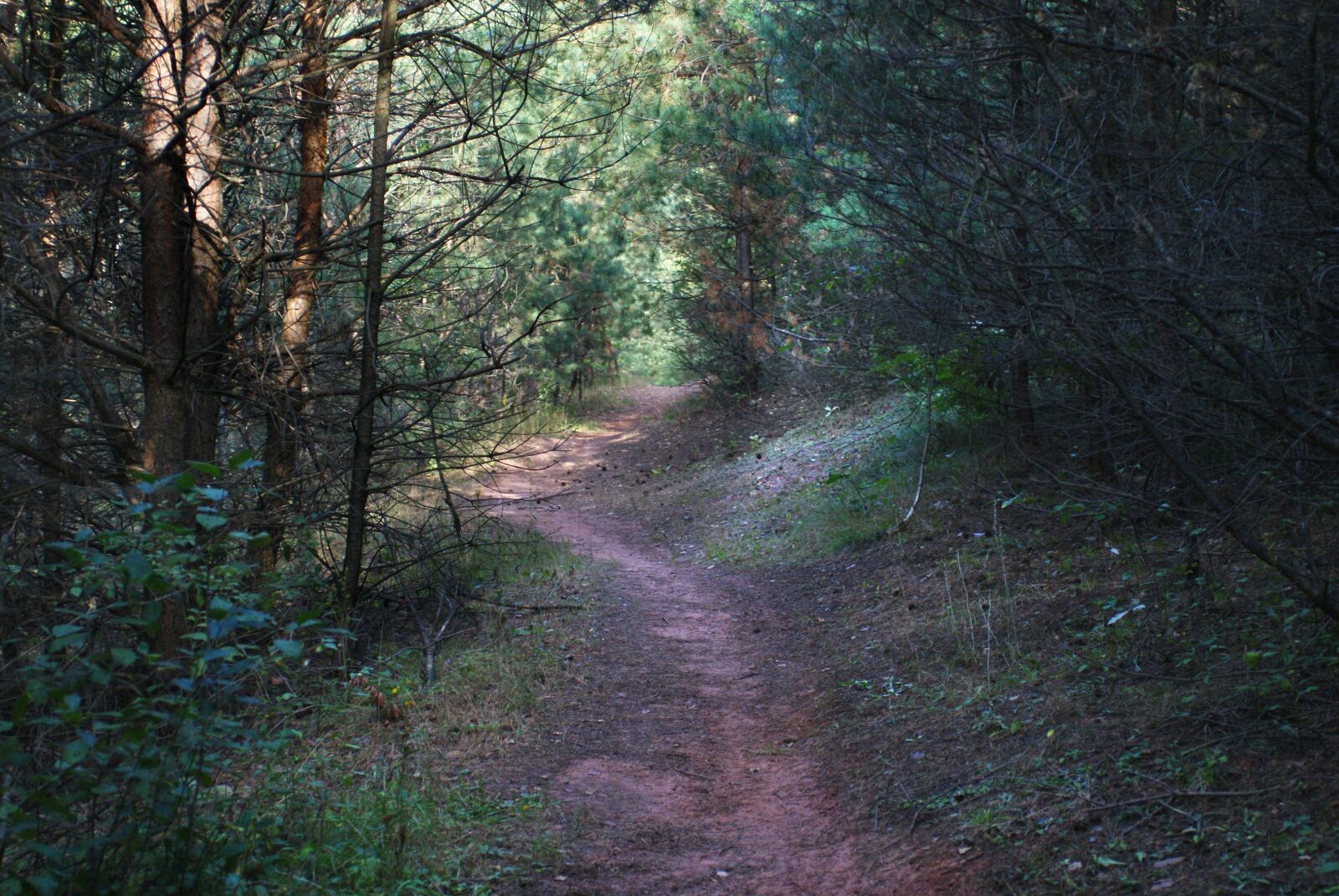 Sony Alpha DSLR-A200 sample photo. The path, forest, tree photography