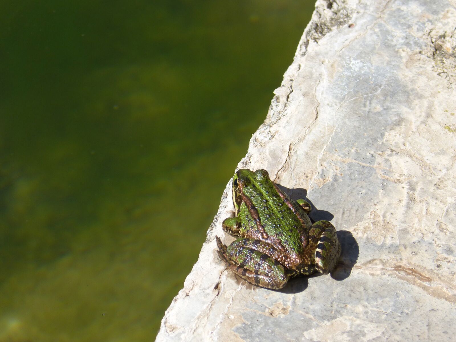 Panasonic DMC-FZ62 sample photo. Frog, raft, jump photography