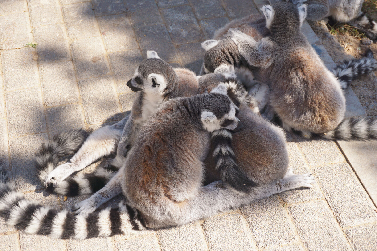 Sony E 16-50mm F3.5-5.6 PZ OSS sample photo. Animal, zoo photography