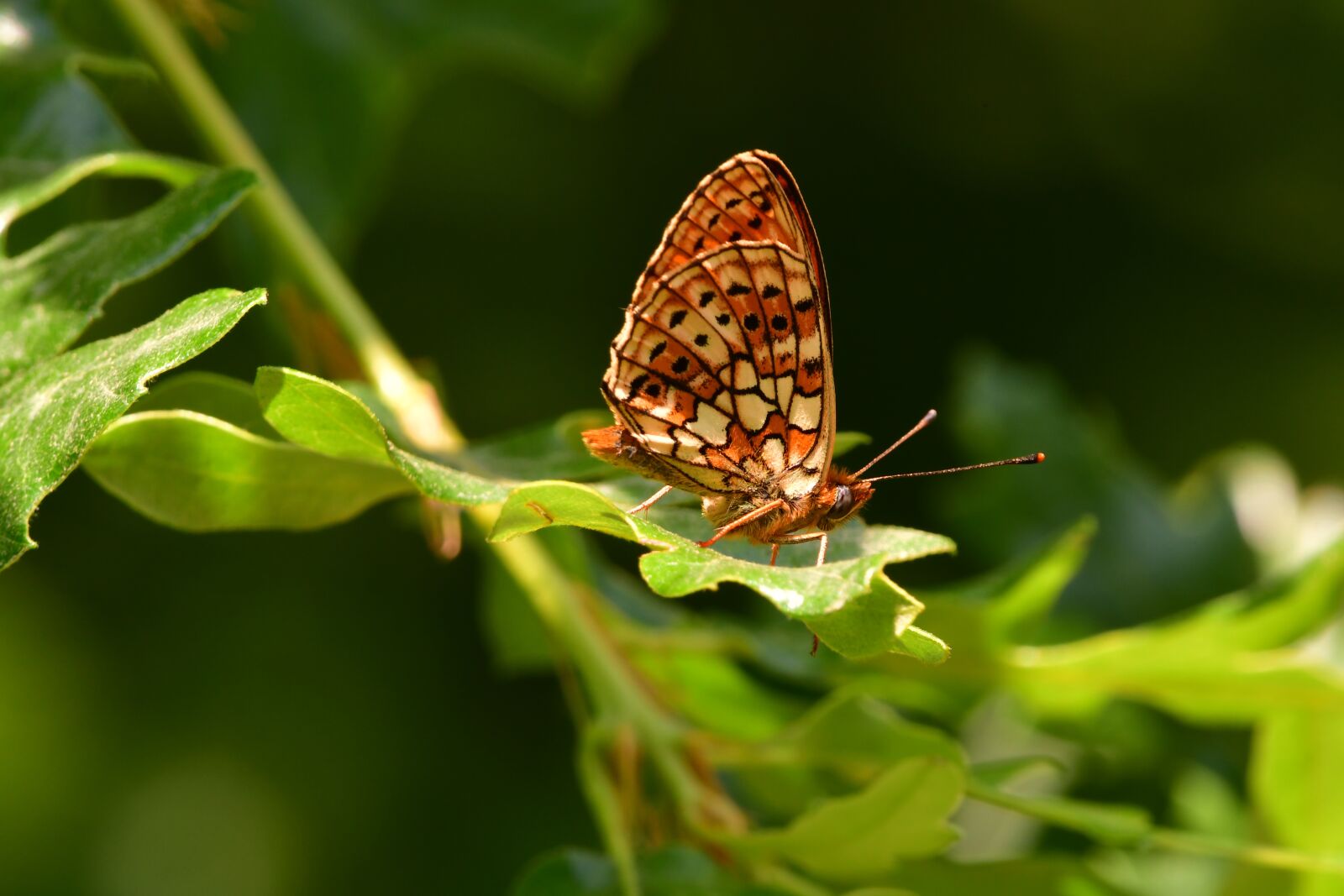 Nikon D7500 sample photo. Insect, butterfly, nature photography
