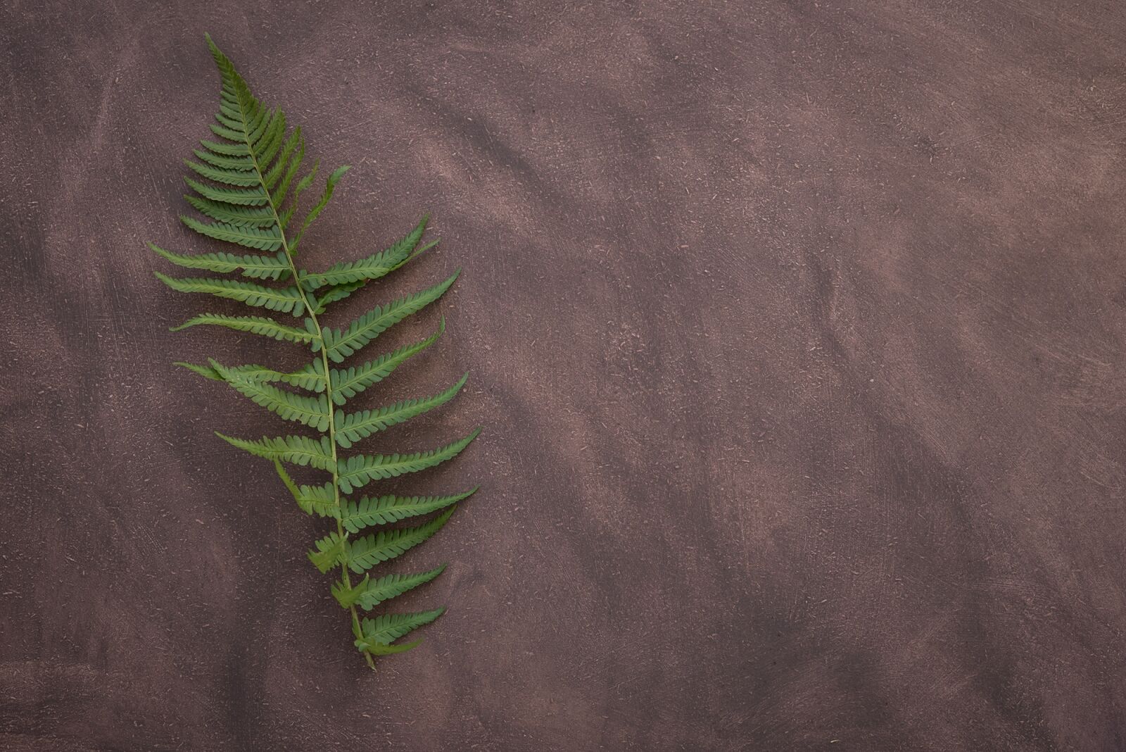 Nikon D750 sample photo. Fern, leaf fern, plant photography