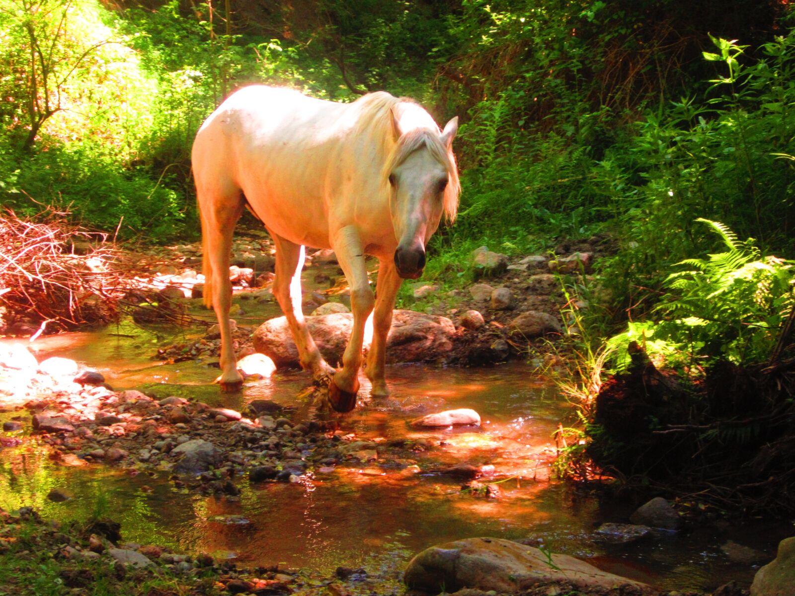 Canon PowerShot A2200 sample photo. White, horse, forest photography