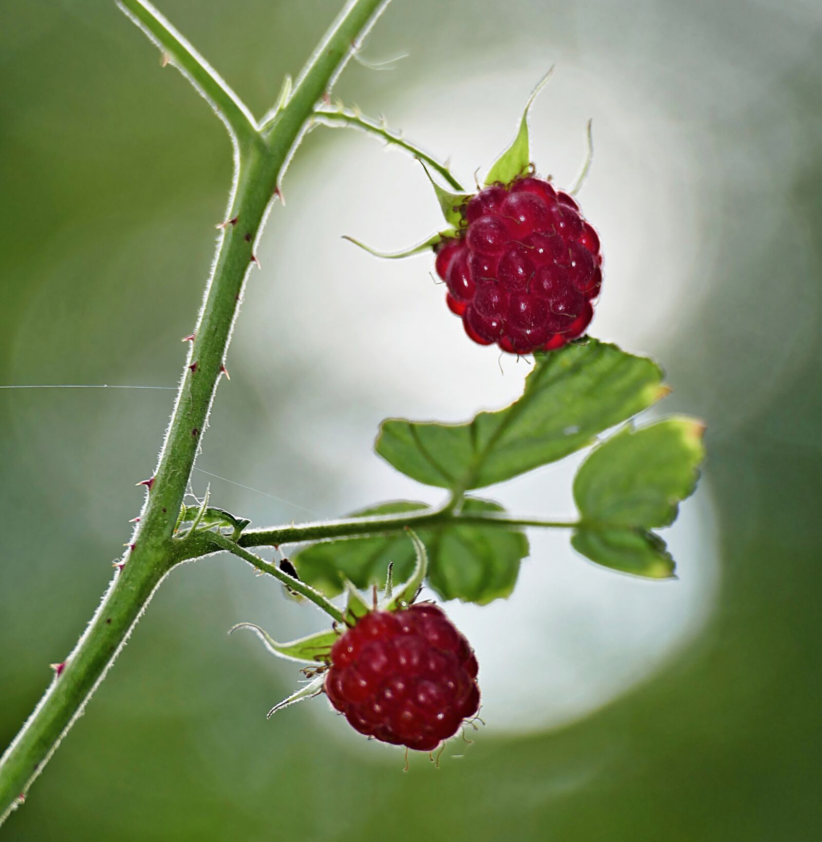 Panasonic Lumix DMC-FZ1000 sample photo. Raspberries, fruit, branch photography