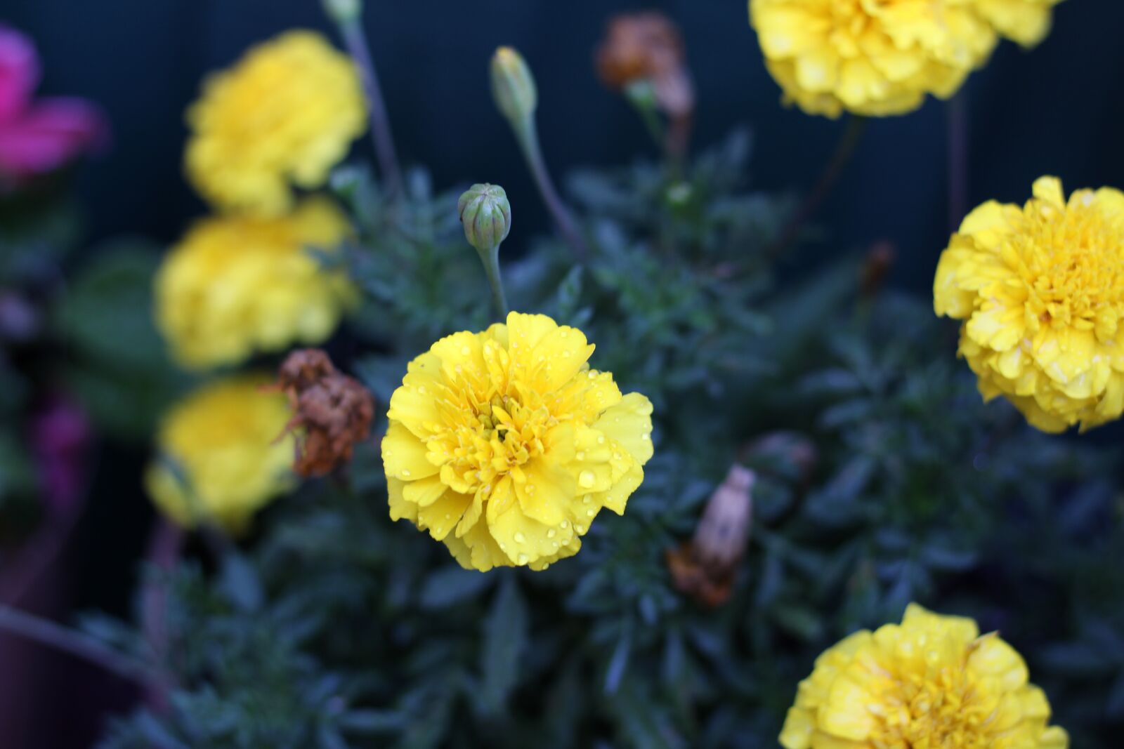 Canon EOS 600D (Rebel EOS T3i / EOS Kiss X5) sample photo. Relaxing, flowers, view photography