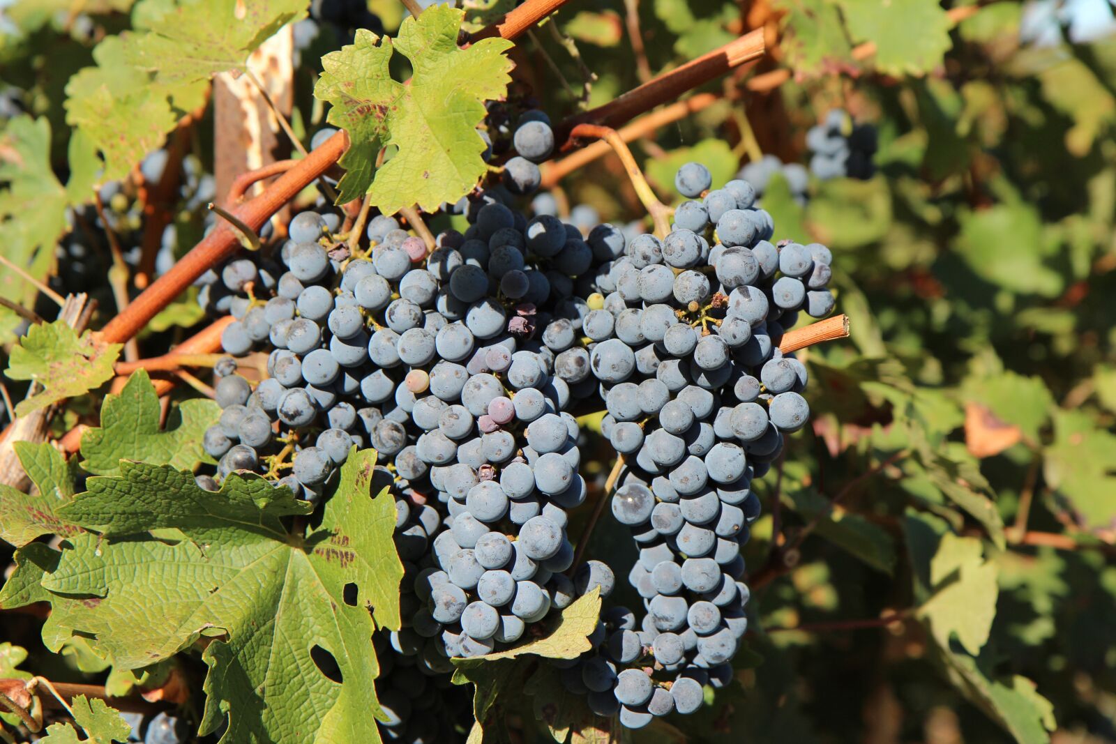 Canon EOS 600D (Rebel EOS T3i / EOS Kiss X5) sample photo. Grape, merlot wine, cluster photography