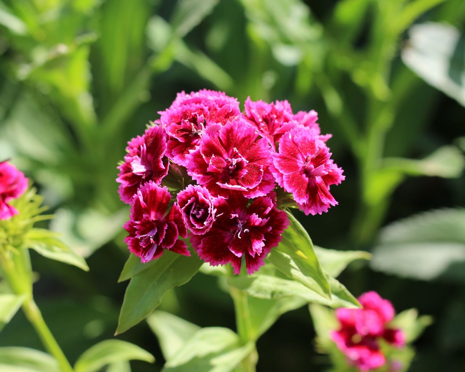 Canon EOS 700D (EOS Rebel T5i / EOS Kiss X7i) sample photo. Turkish carnation, carnations, green photography