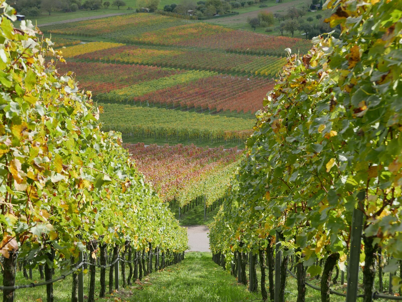 Panasonic Lumix DMC-LX100 sample photo. Vineyard, baden w rttemberg photography