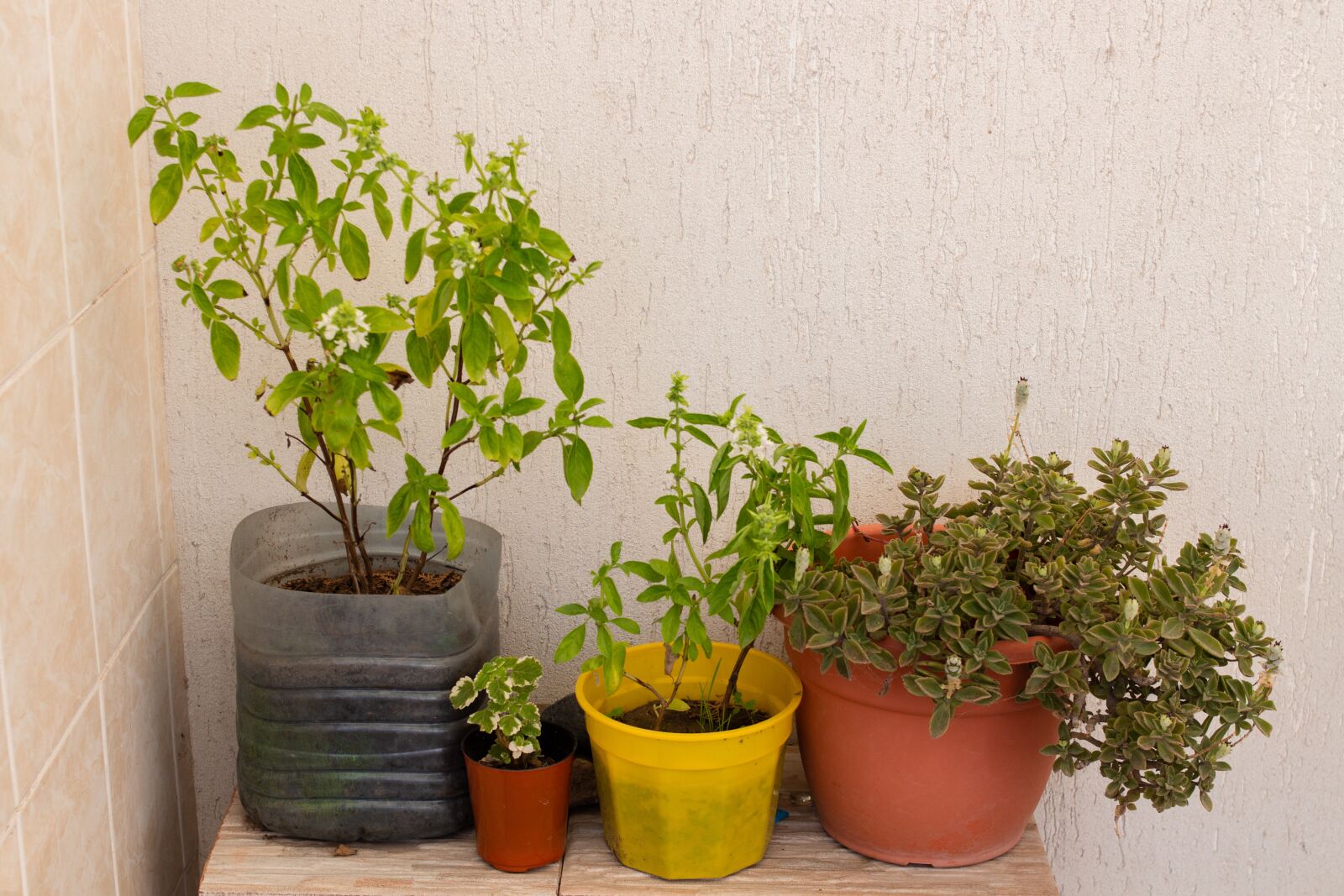 Canon EOS 700D (EOS Rebel T5i / EOS Kiss X7i) sample photo. Plants, pots, inside photography