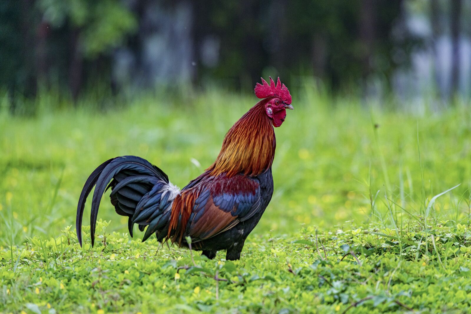 Nikon D810 sample photo. Chicken, rico, delicious photography