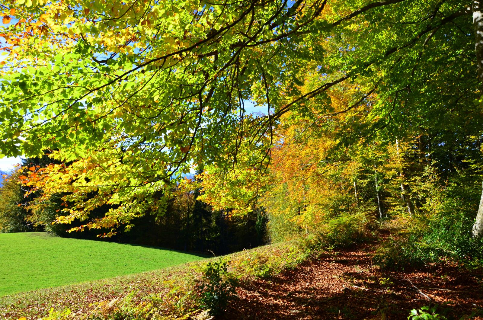 Nikon D5100 sample photo. Autumn, trees, forest photography