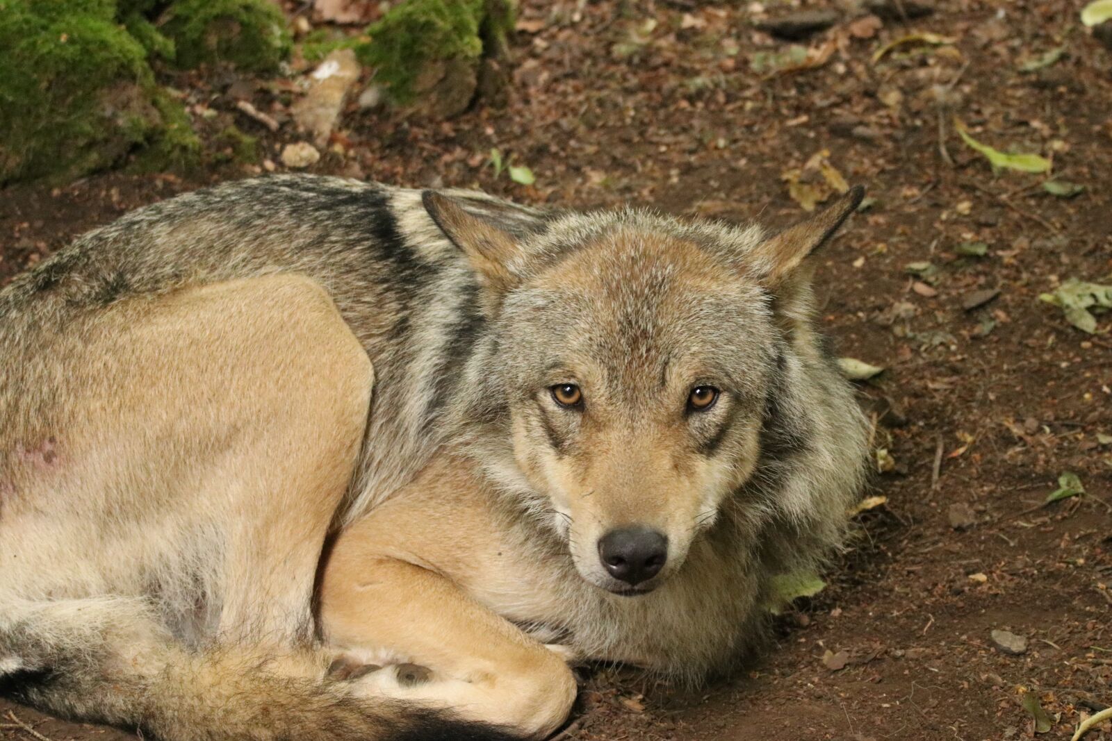 Canon EOS 80D sample photo. Timberwolf, wolf, animal photography