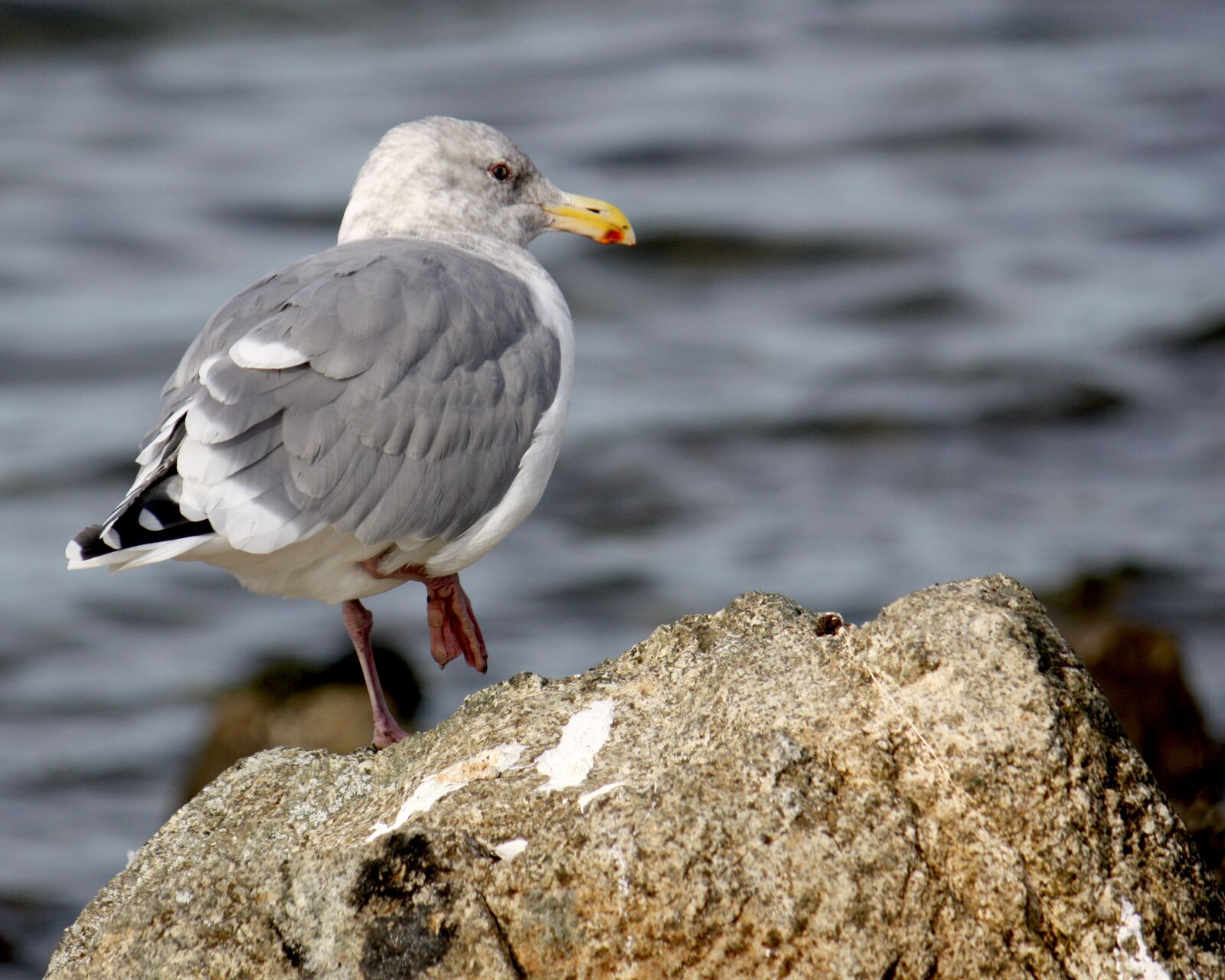 Canon EOS 450D (EOS Rebel XSi / EOS Kiss X2) sample photo. Seagull, bird, water photography