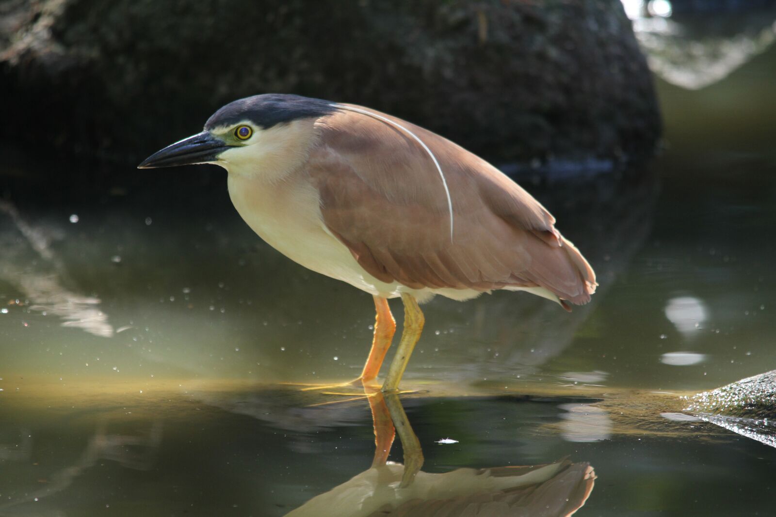 Canon EOS 7D sample photo. Bird, water bird, pond photography