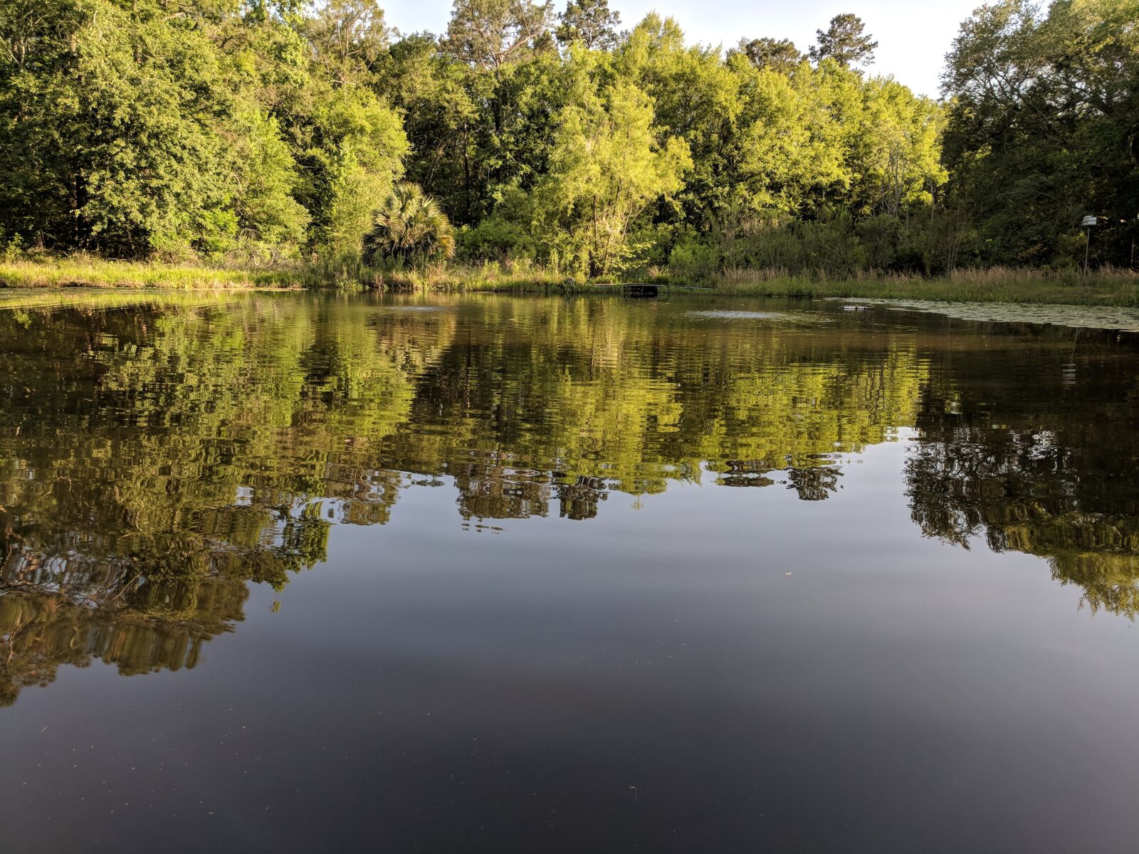 Google Pixel sample photo. Ripples, pond, reflection photography
