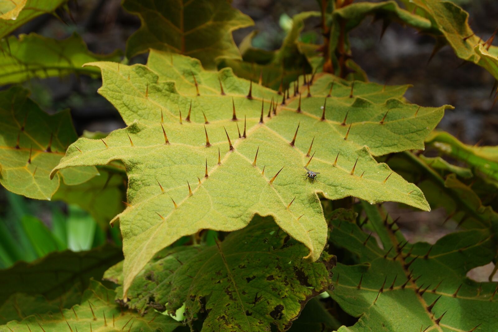 Sony DT 18-55mm F3.5-5.6 SAM II sample photo. Leaf, thorns, nature photography