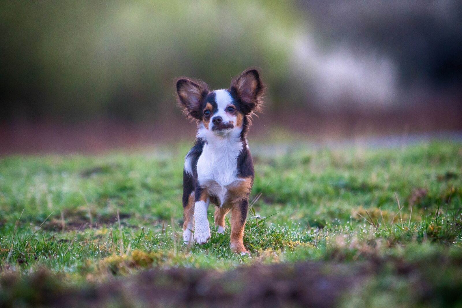 Sony a6300 + Sony FE 70-200mm F4 G OSS sample photo. Dog, out, attention photography