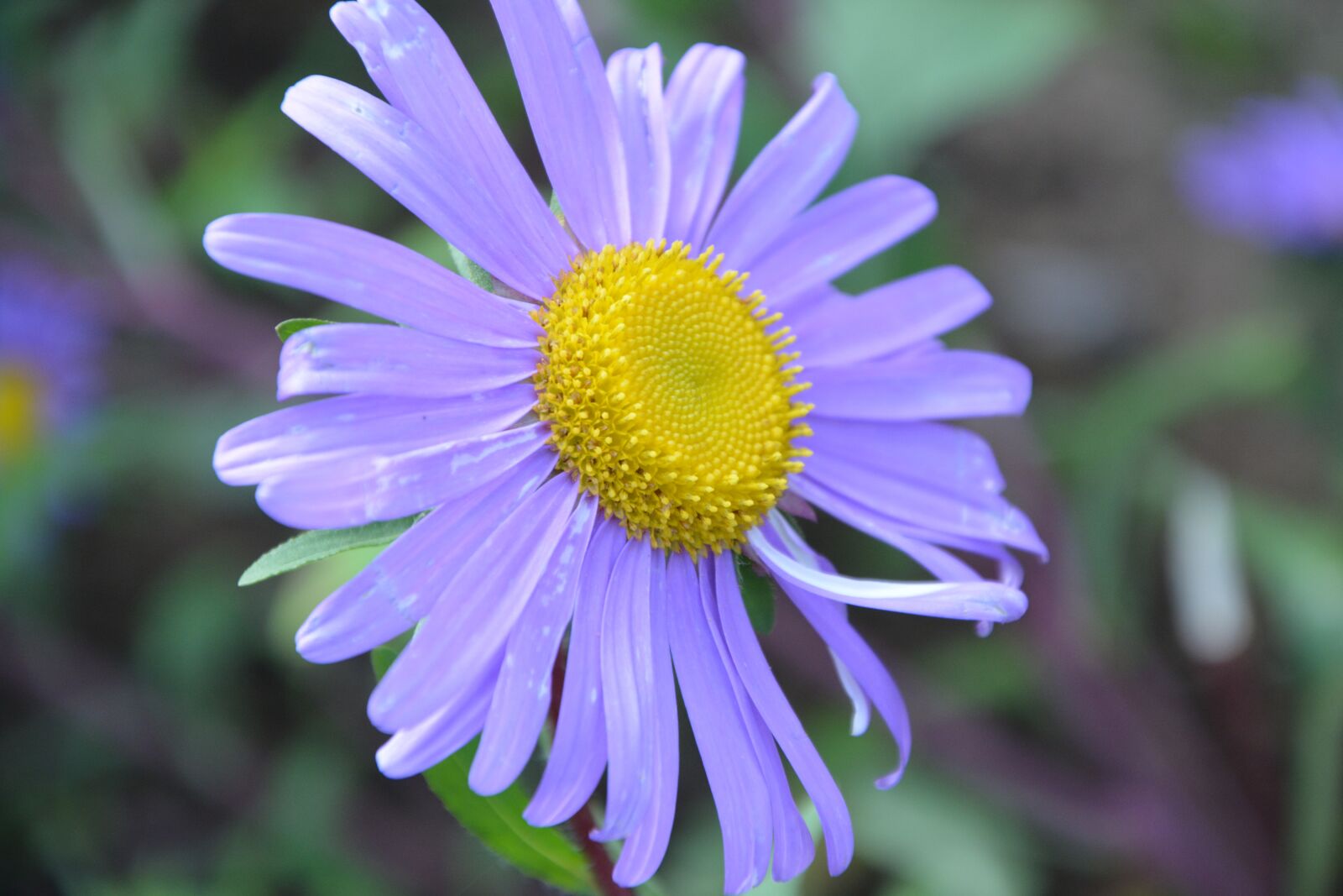 Nikon D5200 sample photo. Flower, color parma, bouquet photography