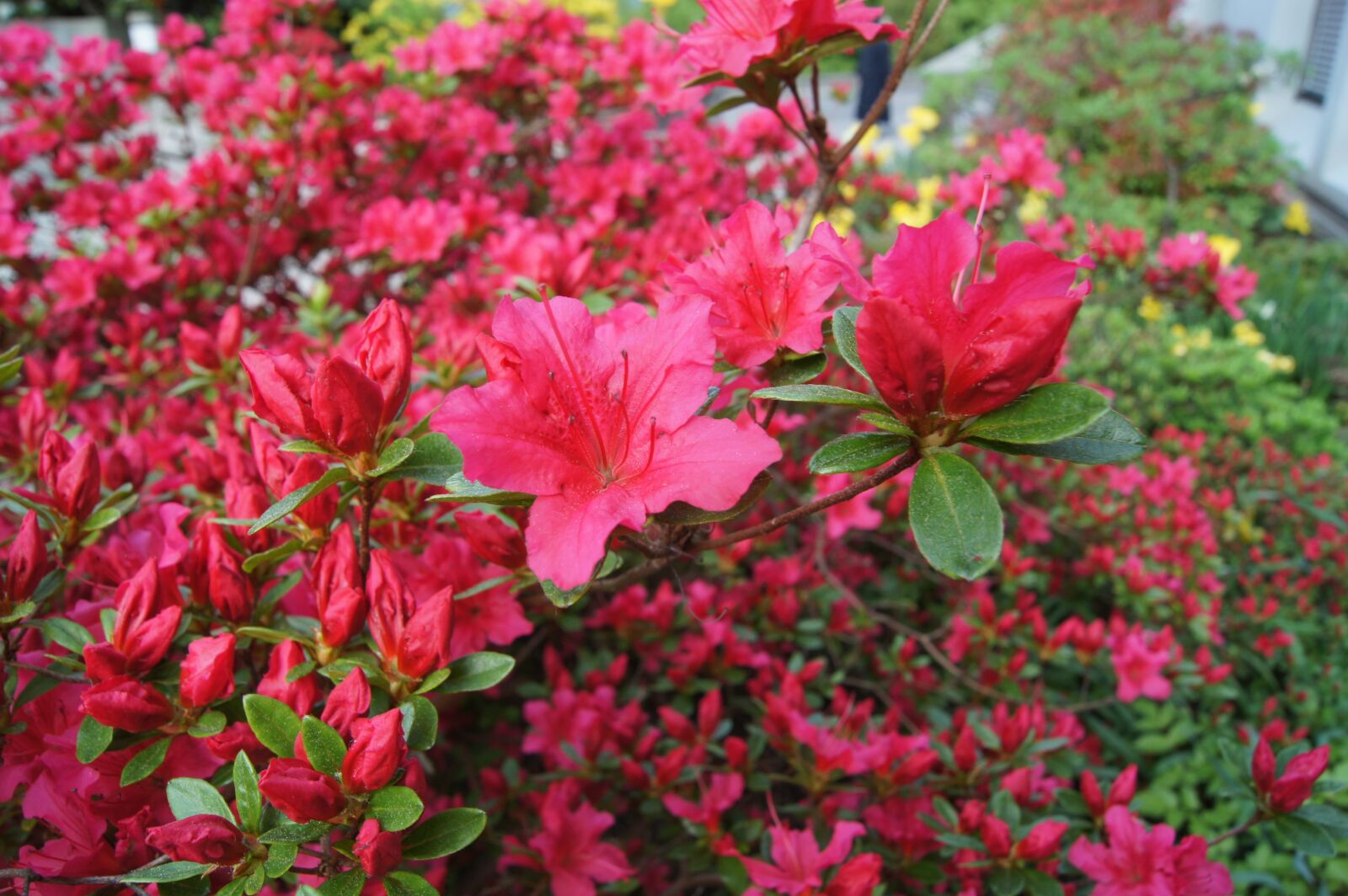 Sony Alpha DSLR-A450 sample photo. Azalea, red, spring photography