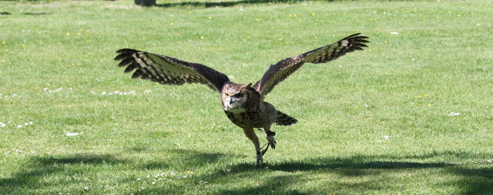 Canon EOS 450D (EOS Rebel XSi / EOS Kiss X2) sample photo. Owl, flying, bird photography