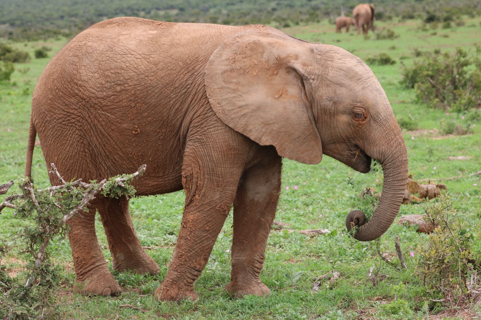 Canon EF 70-300mm F4-5.6L IS USM sample photo. Baby elephant, baby, baby photography