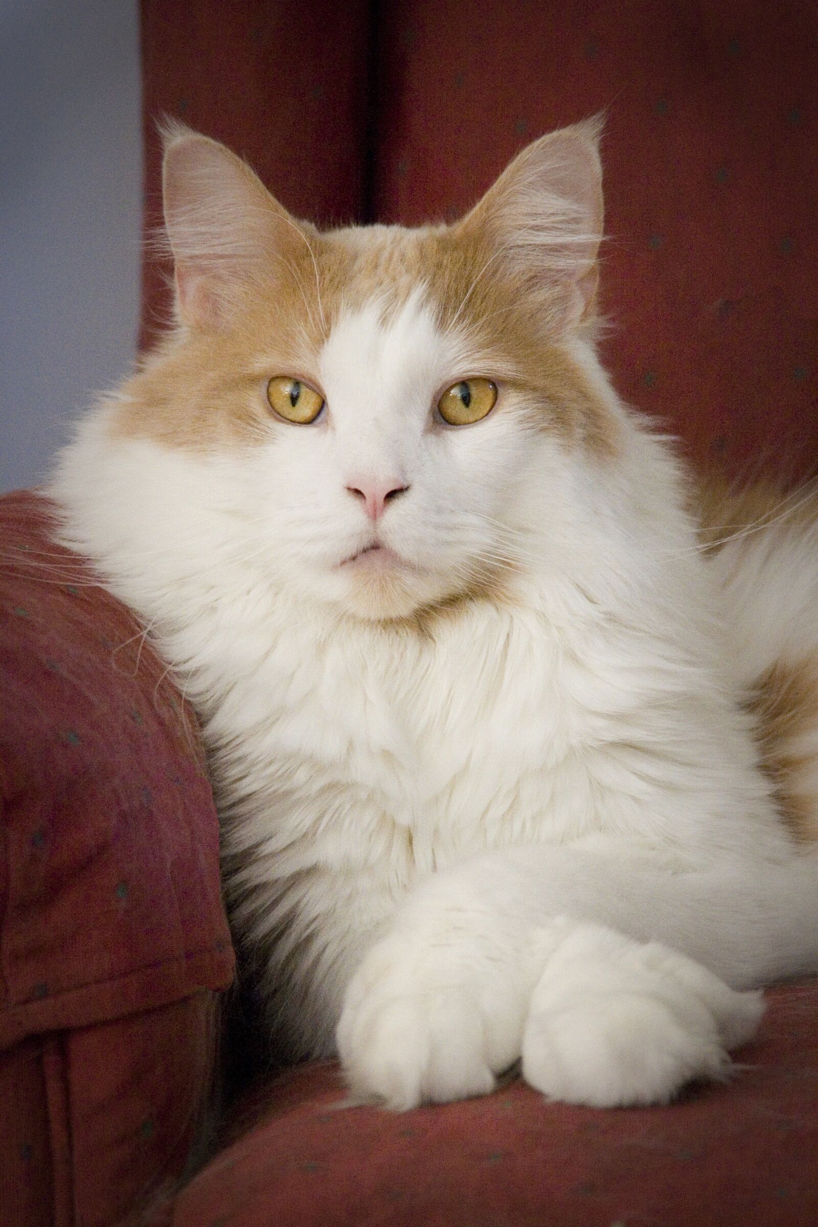 Canon EOS 20D sample photo. Cat, maine coon, pet photography