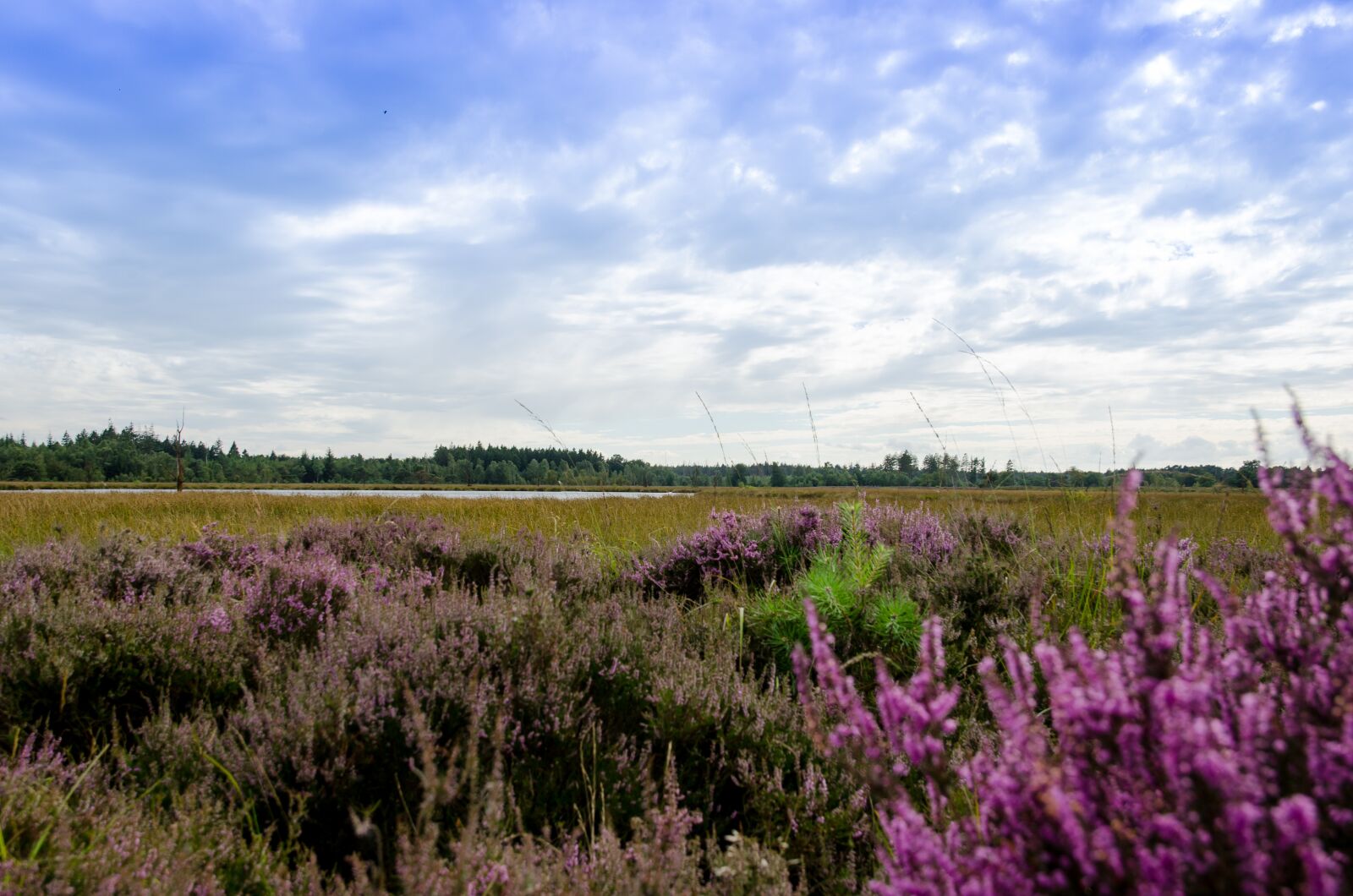 Nikon D7000 sample photo. Dutch, nature, blue photography