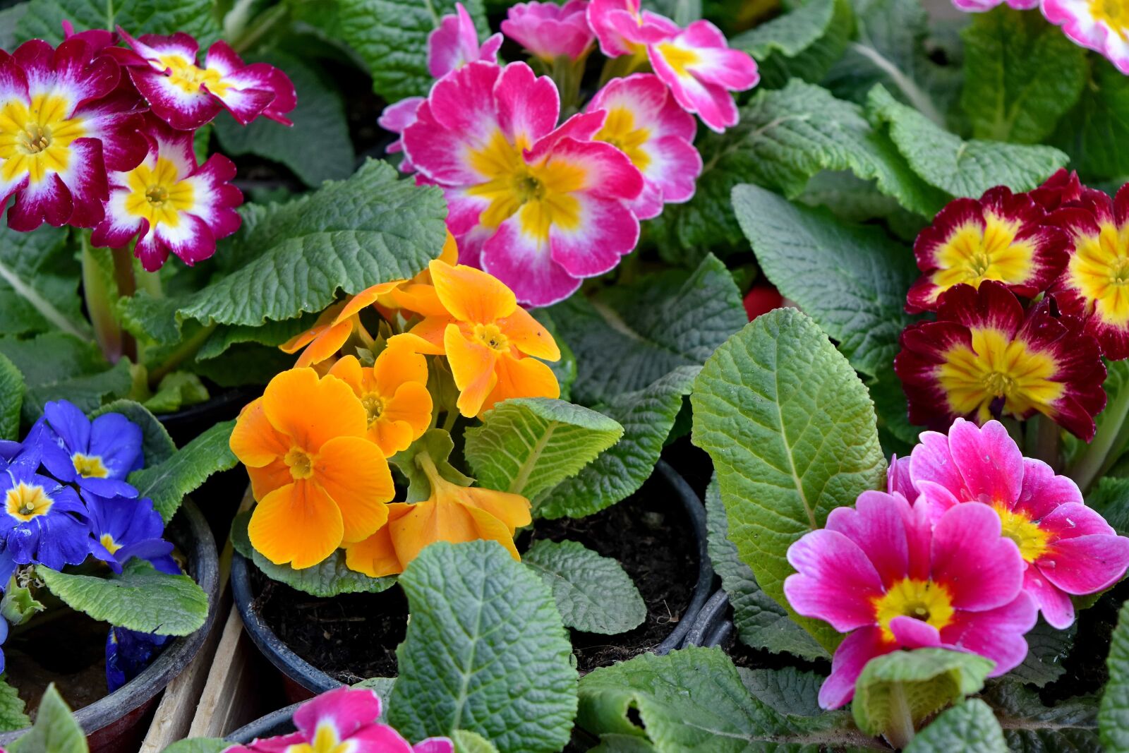 Nikon D5500 sample photo. Beautiful flowers, colorful, spring photography