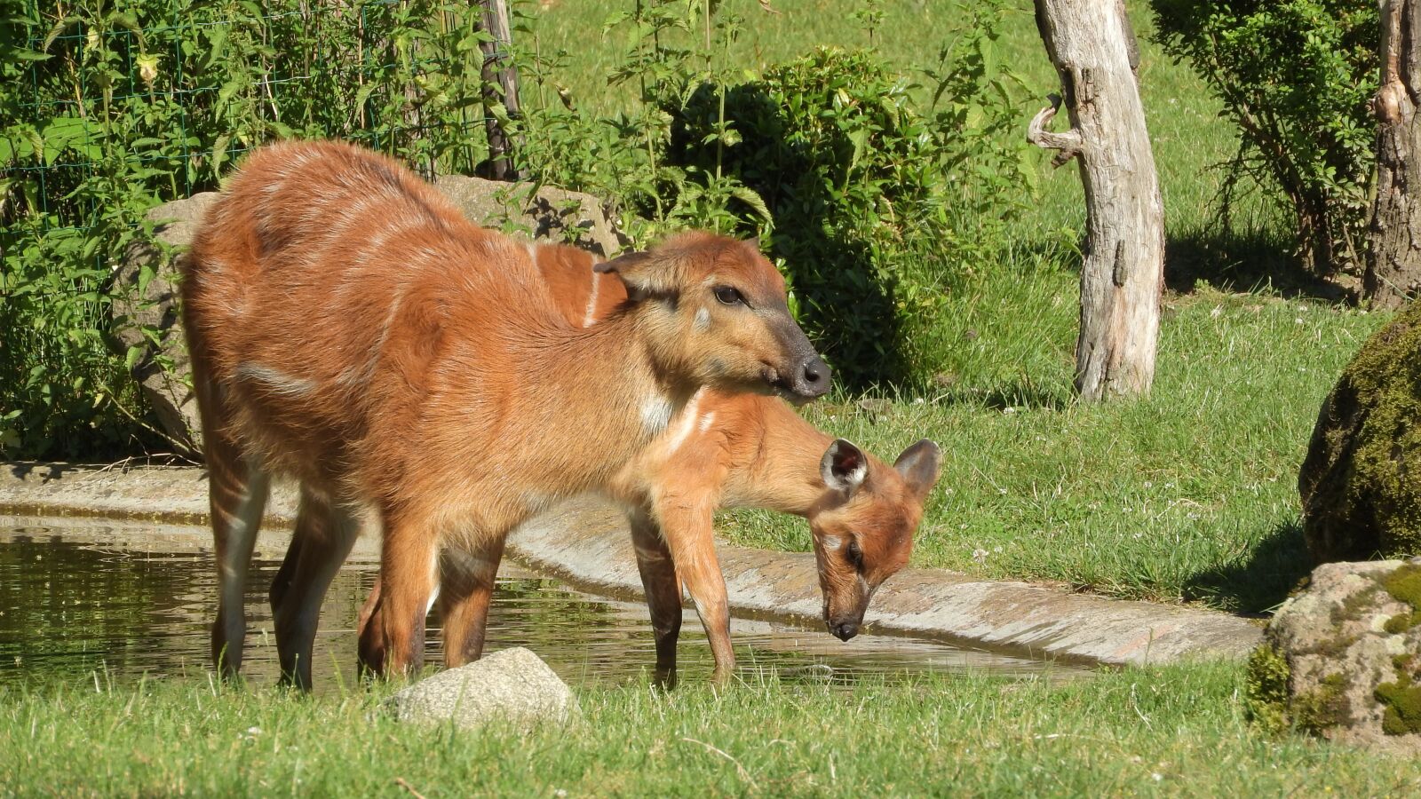 Nikon Coolpix P610 sample photo. Sitatunga west african, tragelaphus photography