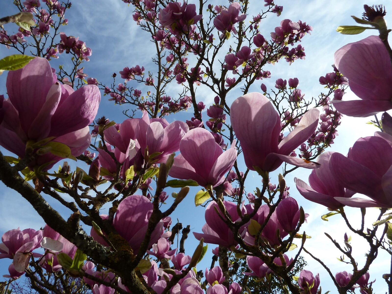 Panasonic Lumix DMC-ZS5 (Lumix DMC-TZ8) sample photo. Magniolia, flowers, tree photography