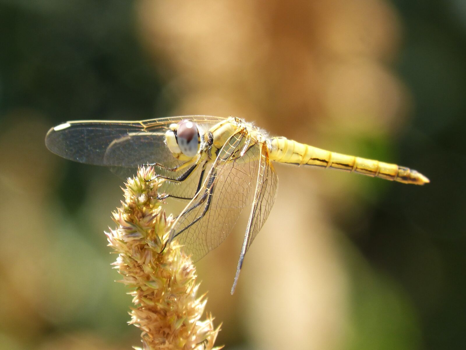 Panasonic DMC-FZ62 sample photo. Dragonfly, annulata trithemis, winged photography