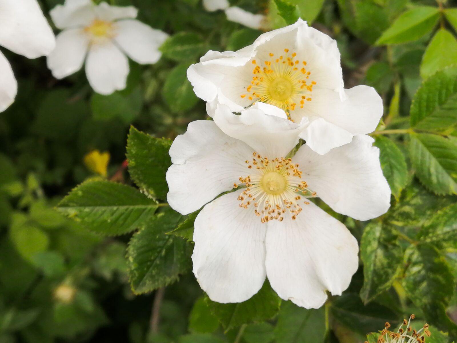 HUAWEI P30 LITE sample photo. Flower, forest, spring photography
