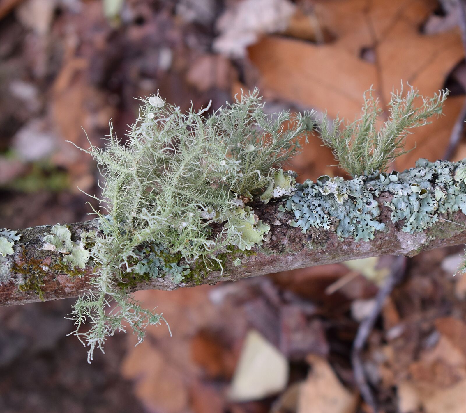Nikon D3300 sample photo. Lichens on branch, lichen photography