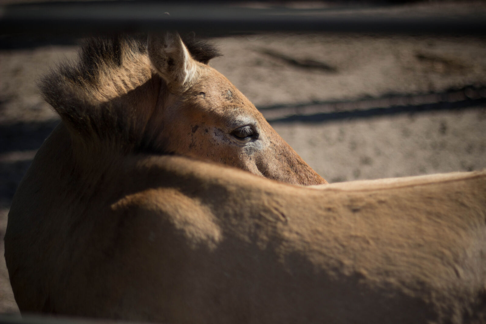 Canon EOS 600D (Rebel EOS T3i / EOS Kiss X5) + Canon EF 50mm F1.8 II sample photo. Animal, close, up, countryside photography