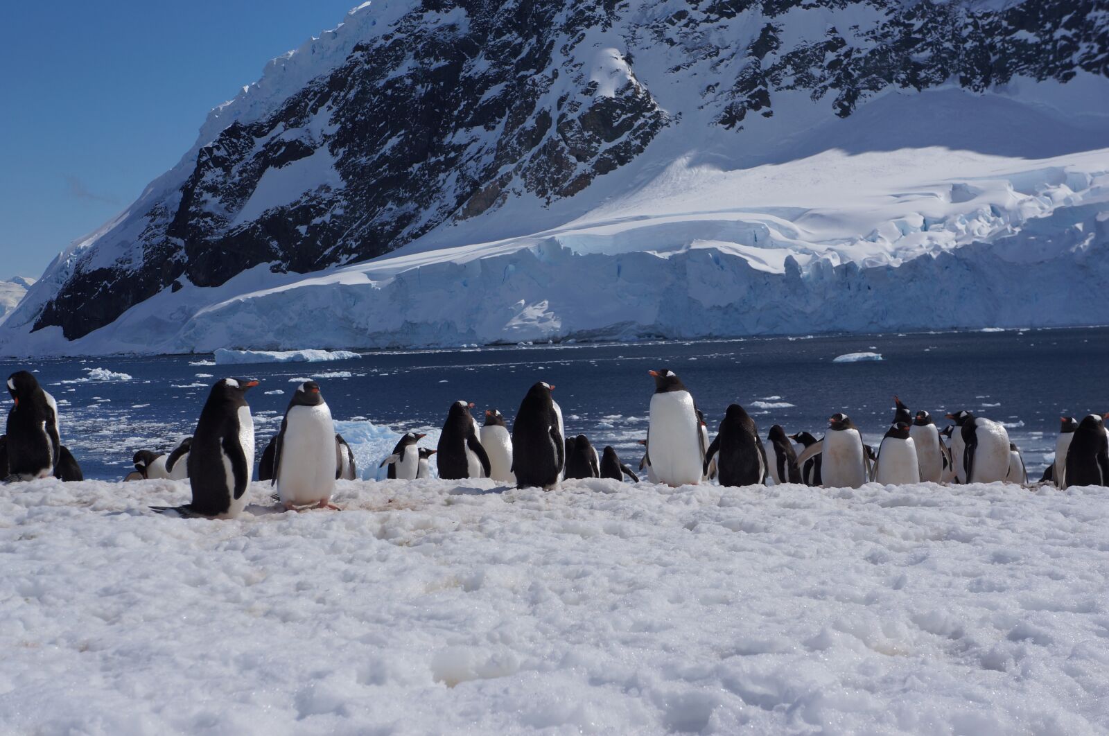 Sony Alpha NEX-5N + Sony E 18-55mm F3.5-5.6 OSS sample photo. Antarctica, glacier, penguin photography