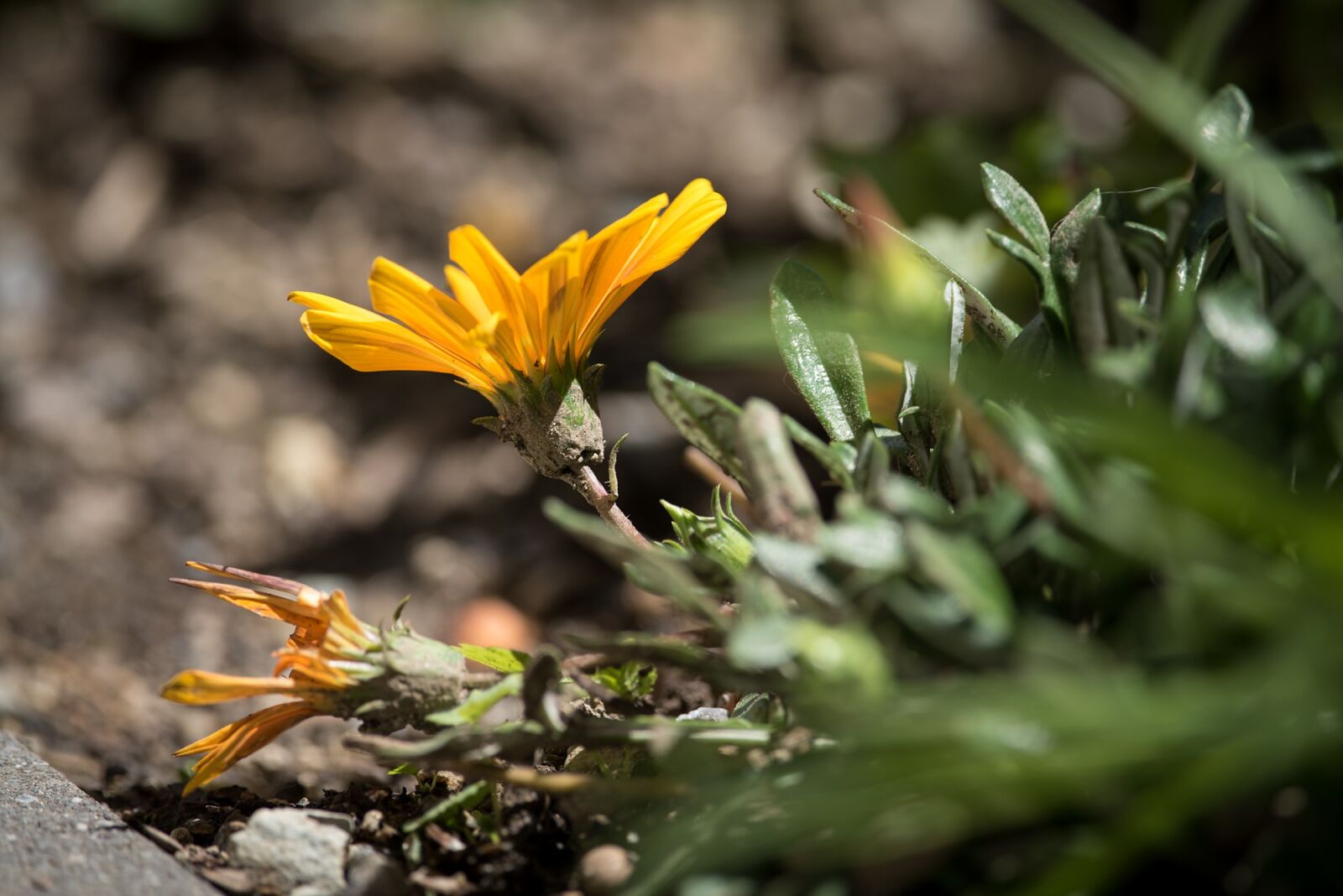 Nikon D750 sample photo. Flower, orange, orange flower photography