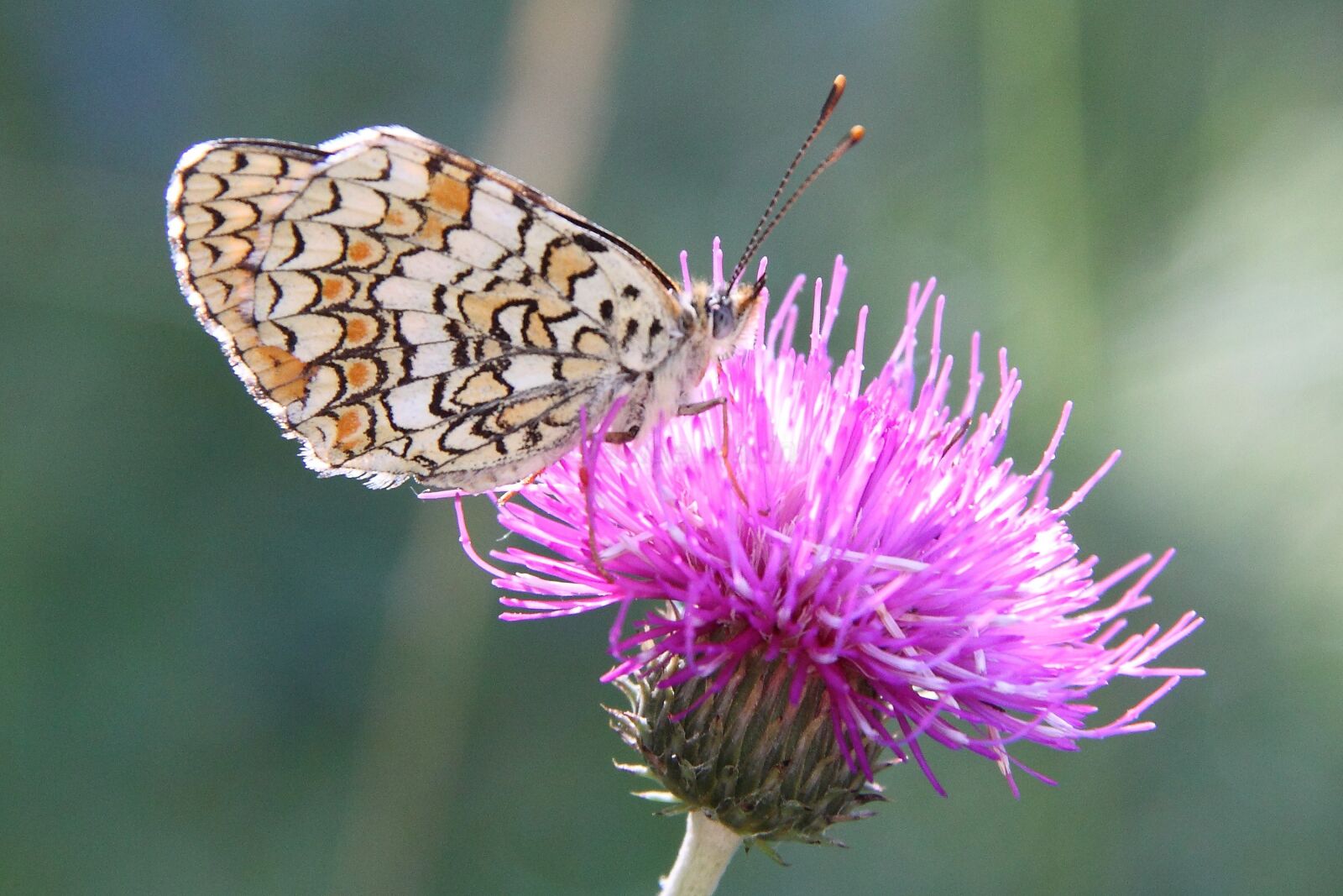 Canon EOS 500D (EOS Rebel T1i / EOS Kiss X3) sample photo. Cardus, thistle, fioridimontagna photography