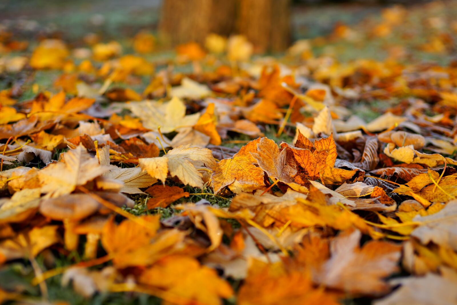 Sony Planar T* 50mm F1.4 ZA SSM sample photo. Leaves, late autumn, colorful photography