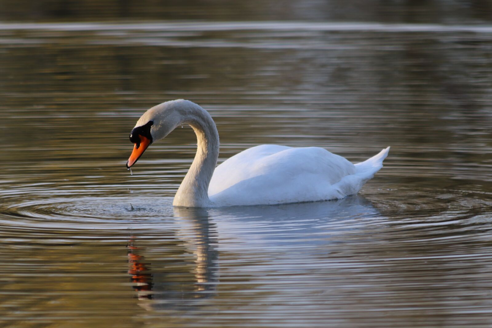 Canon EOS 200D (EOS Rebel SL2 / EOS Kiss X9) sample photo. White swan, bird, lake photography