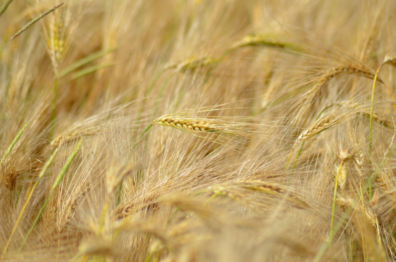 Nikon D5100 sample photo. Barley, cereal, agriculture photography