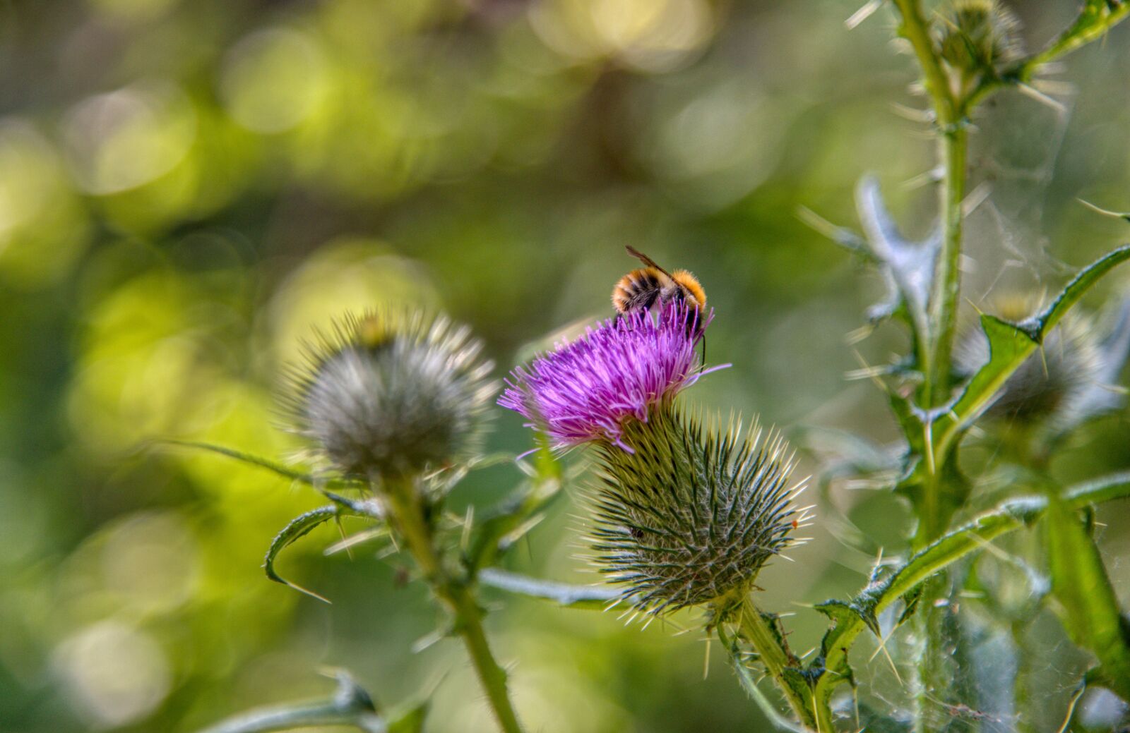 Nikon D750 sample photo. Thistle, wild bee, bee photography