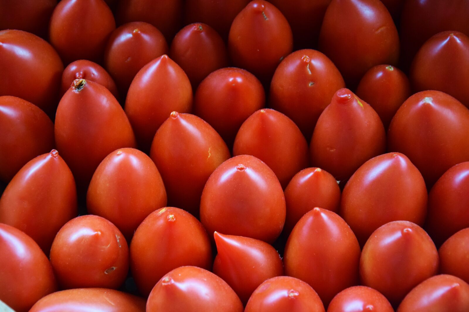 Nikon D3300 sample photo. Tomatoes, red, vegetables photography