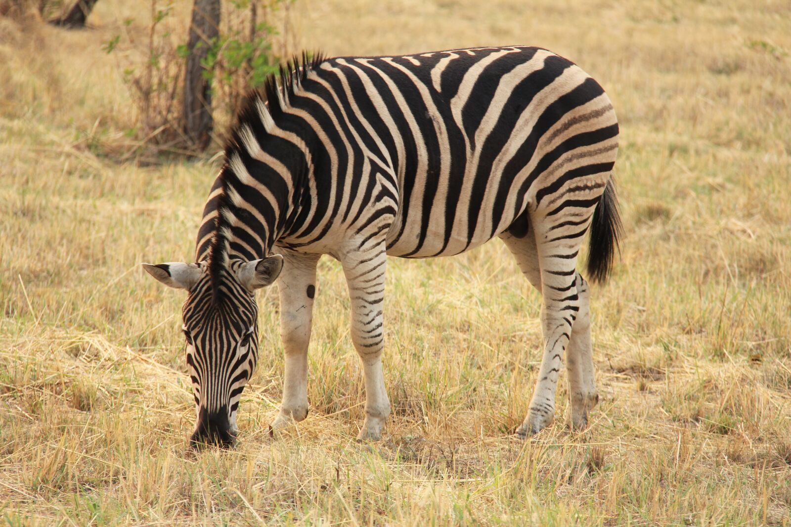 Canon EF-S 18-200mm F3.5-5.6 IS sample photo. Zebra, exciting, adventure photography