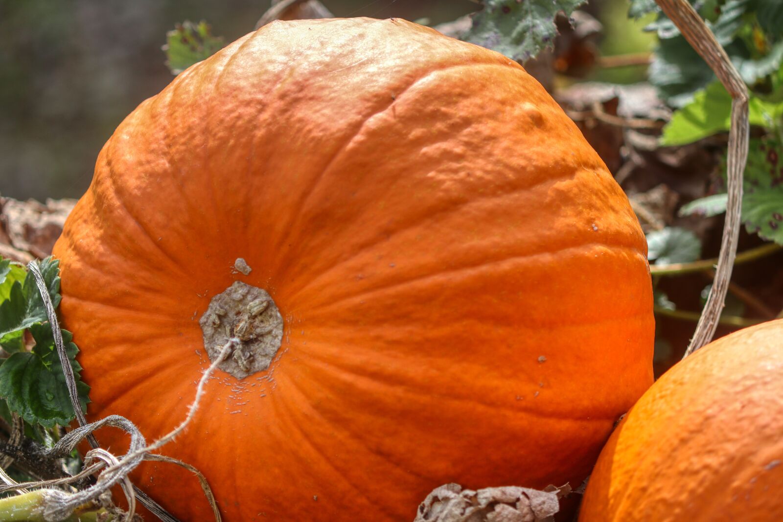 Canon EOS 80D sample photo. Pumpkin, autumn, vegetables photography