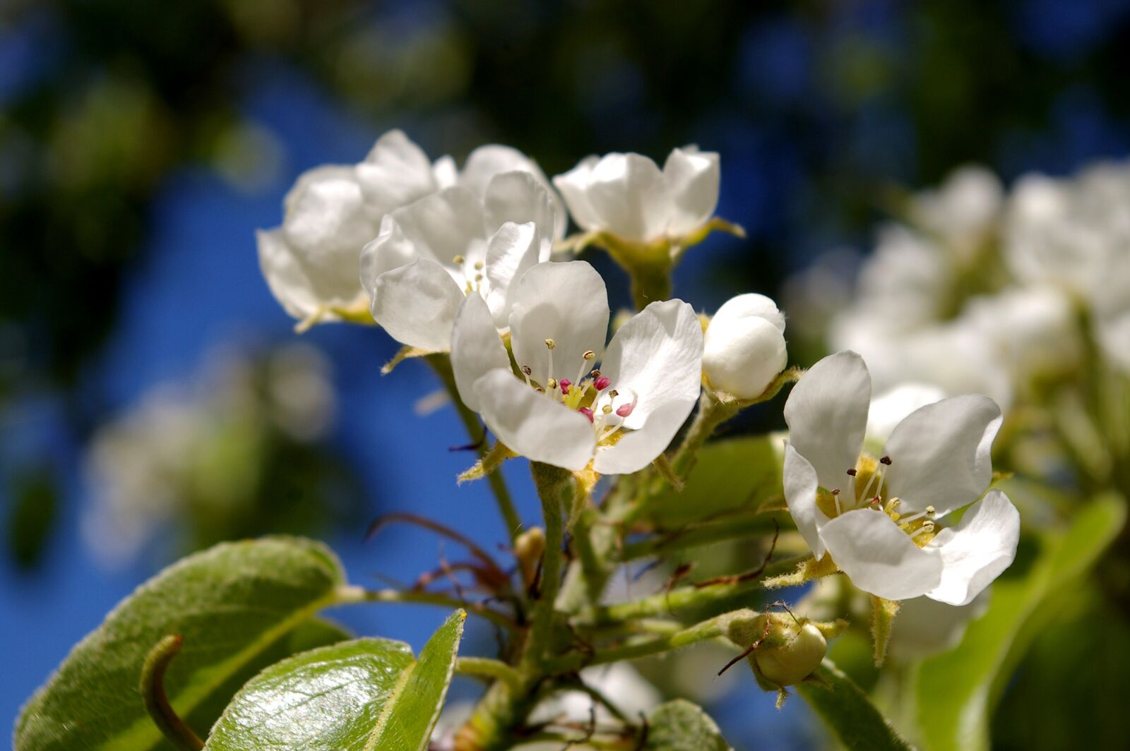 Pentax *ist DL2 sample photo. Spring, petals, tree photography