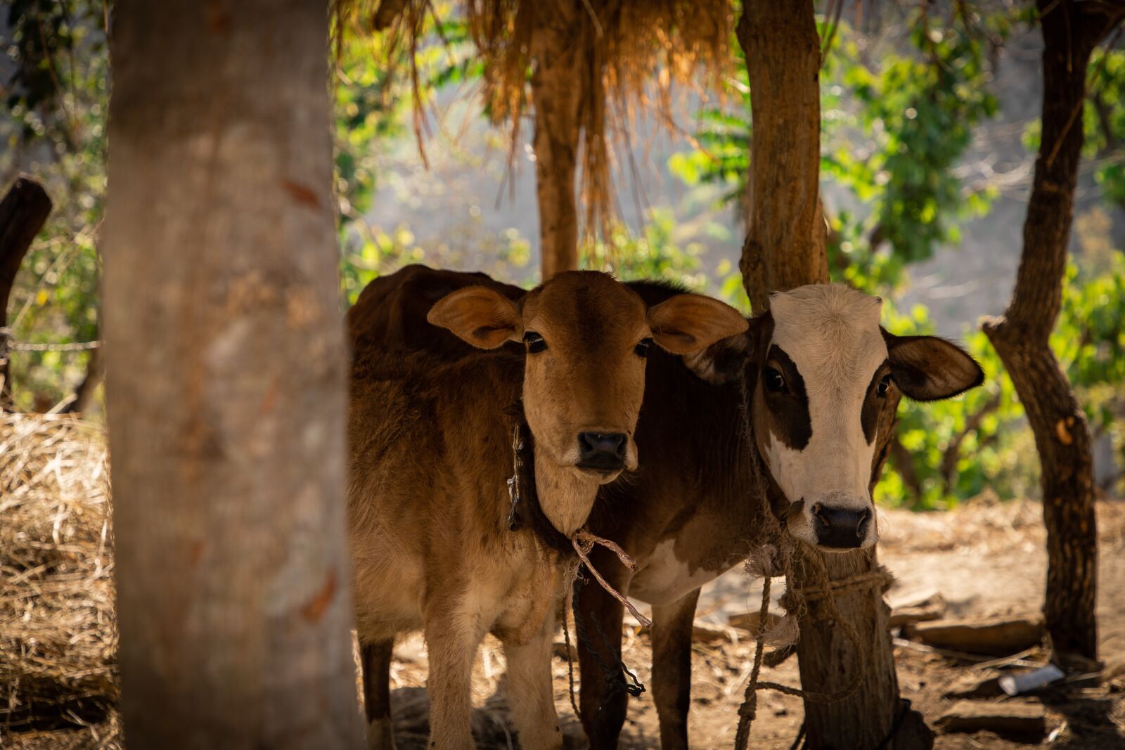 Canon EF 24-105mm F4L IS II USM sample photo. Cow, animals, cattle photography
