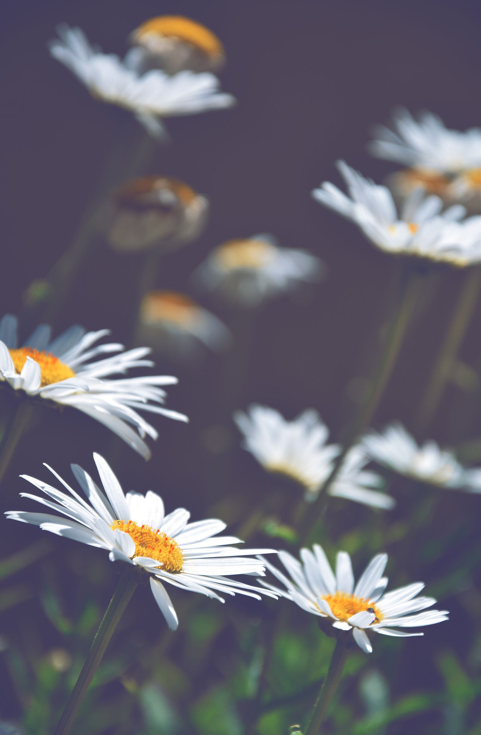 Nikon D3300 sample photo. Daisies, white daisies, flowers photography