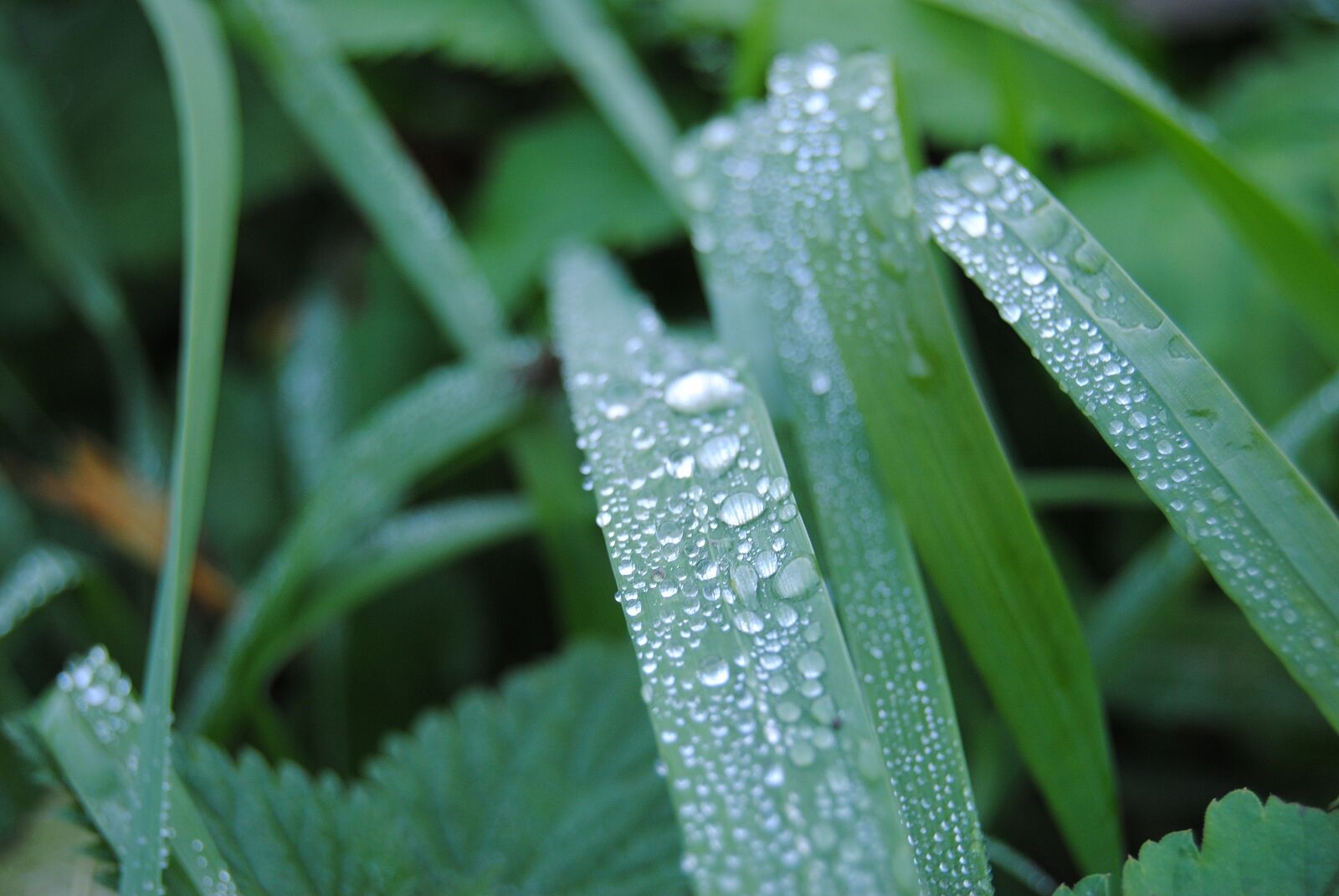 Nikon D3000 sample photo. Grass, rosa, green photography