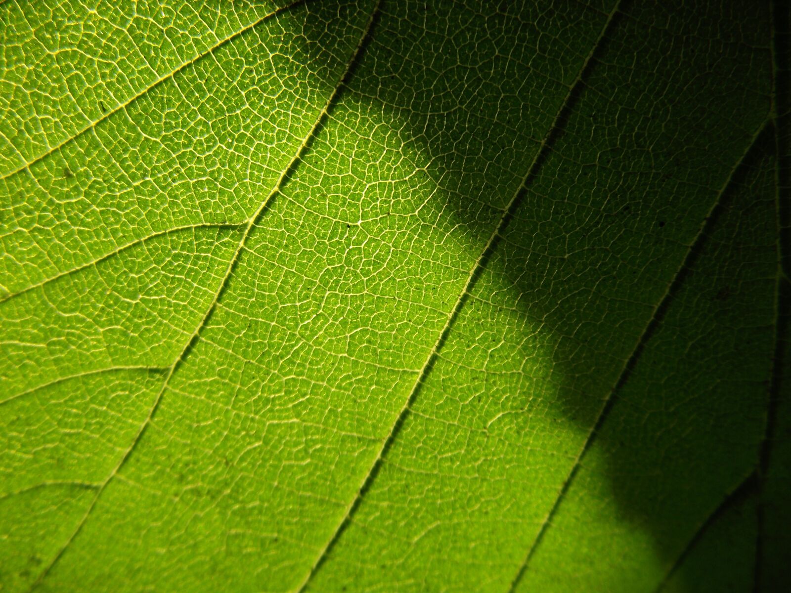 FujiFilm FinePix S1800 (FinePix S1880) sample photo. Green, leaf, nature photography